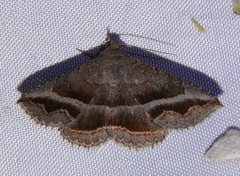 Lesmone griseipennis