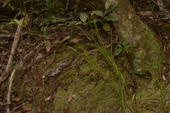 Exocarya sclerioides