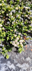 Brunia microphylla