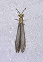 Brachynemurus