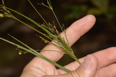 Exocarya sclerioides