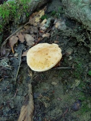 Gyroporus