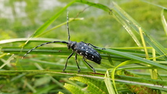 Anoplophora chinensis