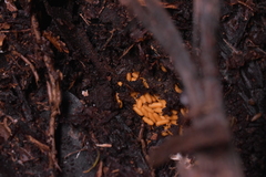 Austroponera castanea