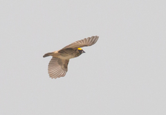 Ploceus manyar