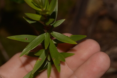 Styphelieae