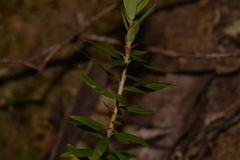 Styphelieae