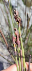 Elegia aggregata