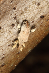 Stephanorhynchus curvipes