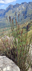 Elegia aggregata