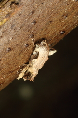 Stephanorhynchus curvipes