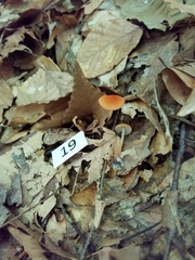 Marasmius sullivantii