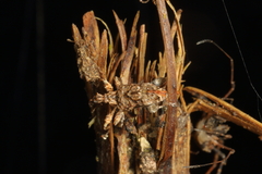 Stephanorhynchus curvipes