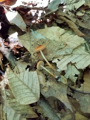 Marasmius sullivantii