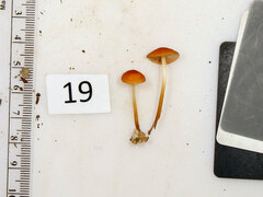 Marasmius sullivantii