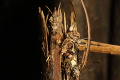 Stephanorhynchus curvipes