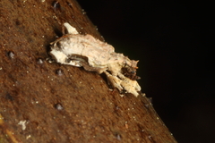 Stephanorhynchus curvipes