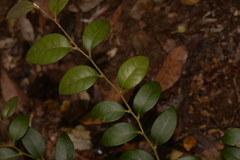 Cryptocarya dorrigoensis