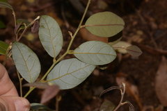 Cryptocarya dorrigoensis