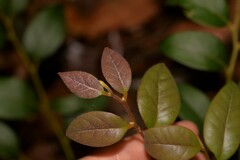 Cryptocarya dorrigoensis