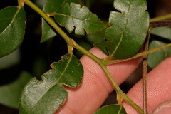 Cryptocarya dorrigoensis