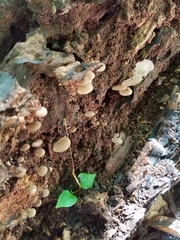 Hohenbuehelia grisea