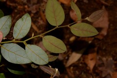 Cryptocarya dorrigoensis