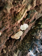 Hohenbuehelia grisea