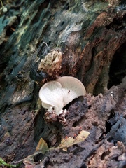 Hohenbuehelia grisea