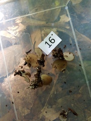 Hohenbuehelia grisea