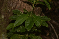 Melicope micrococca