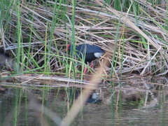 Porphyrio porphyrio
