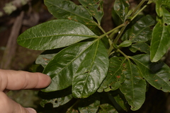 Melicope micrococca