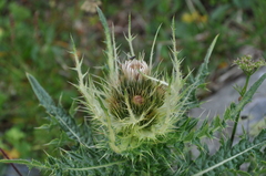 Cirsium spinosissimum