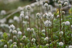 Acaena anserinifolia