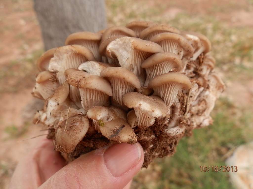 Oyster Mushroom from Cottonwood, Arizona, USA on October 10, 2013 by