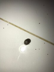 Rhipicephalus sanguineus