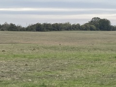 Falconiformes