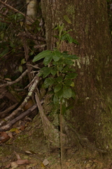 Melicope micrococca