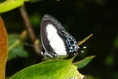Hypolycaena danis