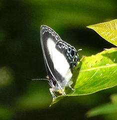 Hypolycaena danis