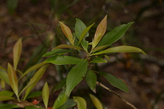 Tristaniopsis collina