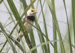 Ploceus benghalensis