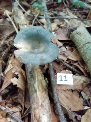 Russula redolens