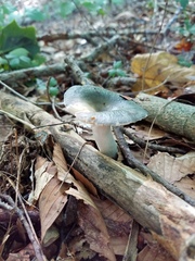 Russula redolens