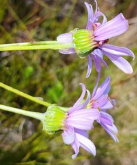 Senecio coleophyllus