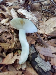 Russula redolens