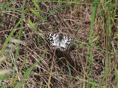 Melanargia ines