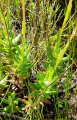 Senecio coleophyllus