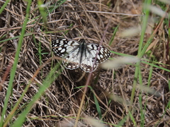 Melanargia ines